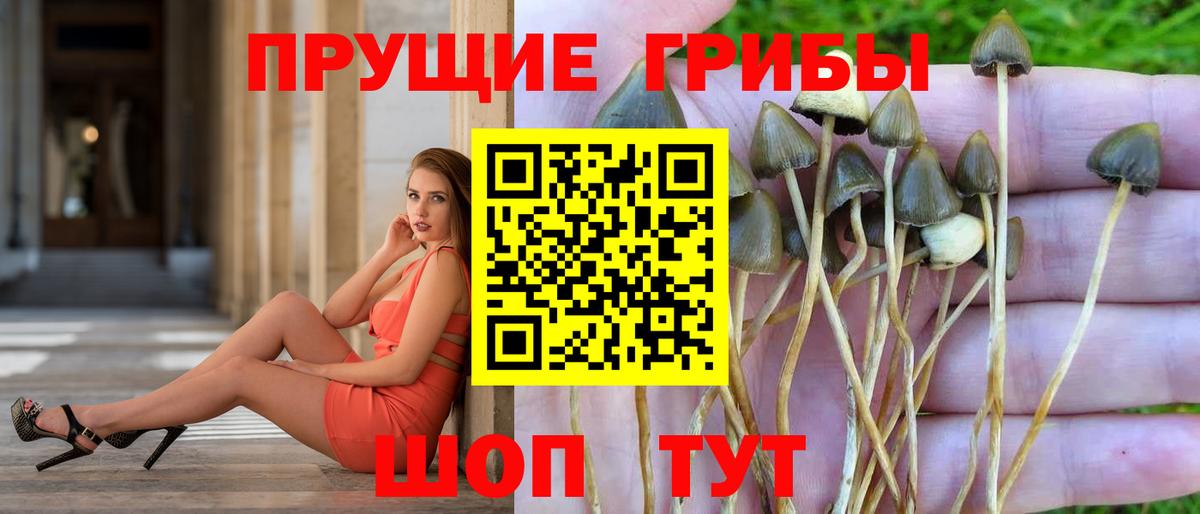 Псилоцибиновые грибы Psilocybe  Вход с VPN  Каменск-Уральский 